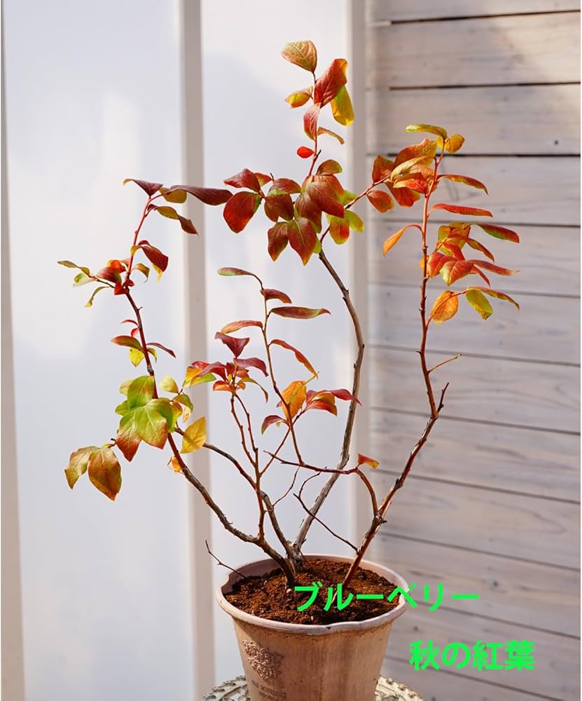 Amazon | ブルーベリー コロンブス 5寸 果樹苗 1株 ラビットアイ系 大